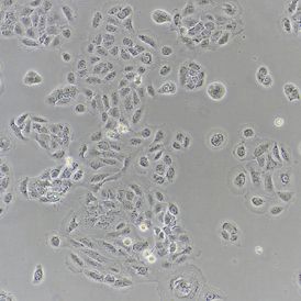 hacat人永生化表皮细胞